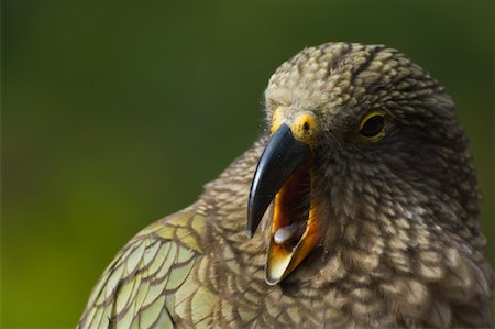 southland - Kea Photographie de stock - Premium Libres de Droits, Code: 600-01458281