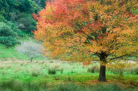 Maple Tree, King Country, North Island, New Zealand Foto de stock - Sin royalties Premium, Código: 600-01458306