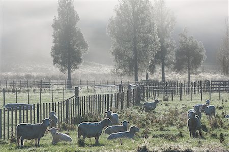 Sheep on Farmland, Te Kuiti Township, North Island, New Zealand Stock Photo - Premium Royalty-Free, Code: 600-01458316