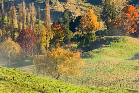 fog fence - Farmland, Te Kuiti Township, North Island, New Zealand Stock Photo - Premium Royalty-Free, Code: 600-01458318