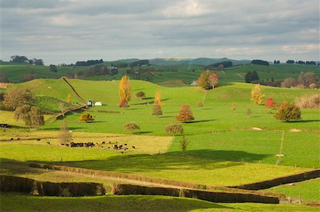 simsearch:700-00917881,k - Des terres agricoles, Tihiroa, North Island, Nouvelle-Zélande Photographie de stock - Premium Libres de Droits, Code: 600-01458321