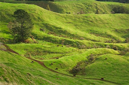 simsearch:600-01458329,k - Des terres agricoles, Tihiroa, North Island, Nouvelle-Zélande Photographie de stock - Premium Libres de Droits, Code: 600-01458322