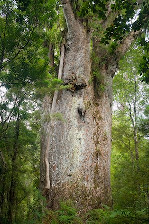 Te Matua Ngahere, Waipoua Kauri Forest, North Island, New Zealand Foto de stock - Sin royalties Premium, Código: 600-01458336