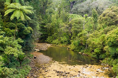 rain forest north island - Waipoua River, Waipoua Kauri Forest, North Island, New Zealand Stock Photo - Premium Royalty-Free, Code: 600-01458333