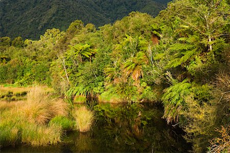 Rainforest, South Island, New Zealand Foto de stock - Sin royalties Premium, Código: 600-01458376