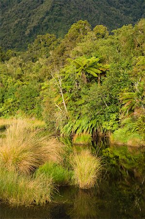 simsearch:600-01458346,k - Forêt tropicale, South Island, Nouvelle-Zélande Photographie de stock - Premium Libres de Droits, Code: 600-01458377