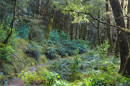 simsearch:600-01458373,k - Forêt tropicale, Lewis Pass, South Island, Nouvelle-Zélande Photographie de stock - Premium Libres de Droits, Code: 600-01458379