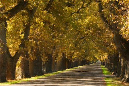 scenic north island roads - Tree-Lined Road, Hastings, North Island, New Zealand Foto de stock - Sin royalties Premium, Código: 600-01458387