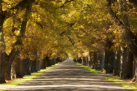 scenic north island roads - Tree-Lined Road, Hastings, North Island, New Zealand Foto de stock - Sin royalties Premium, Código: 600-01458388