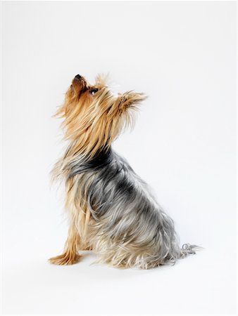 Profile of Yorkshire Terrier Fotografie stock - Premium Royalty-Free, Codice: 600-01539064