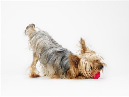 simsearch:600-01374266,k - Yorkshire Terrier Playing with Ball Fotografie stock - Premium Royalty-Free, Codice: 600-01539076