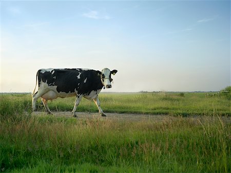 Portrait of Dairy Cow Stock Photo - Premium Royalty-Free, Code: 600-01585738