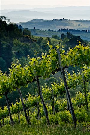 simsearch:600-03075165,k - Vignoble, Toscane, Italie Photographie de stock - Premium Libres de Droits, Code: 600-01582307