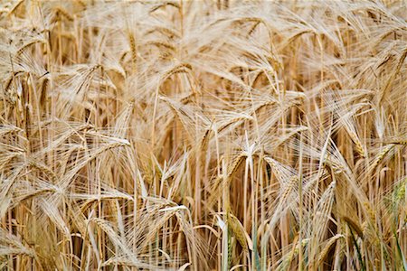 farmland backgrounds - Wheat Stock Photo - Premium Royalty-Free, Code: 600-01582311