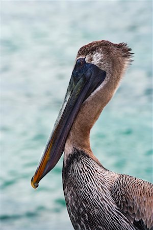 Pelican Foto de stock - Royalty Free Premium, Número: 600-01595868