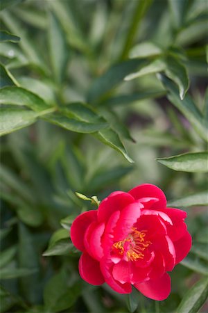 peonia - Red Herbaceous Peony Foto de stock - Sin royalties Premium, Código: 600-01596127