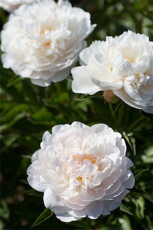 peonia - White Herbaceous Peonies Foto de stock - Sin royalties Premium, Código: 600-01596132