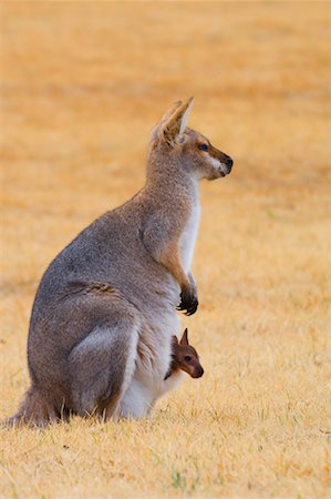 Red Necked Wallaby and Joey, Queensland, Australia Fotografie stock - Premium Royalty-Free, Codice: 600-01604028