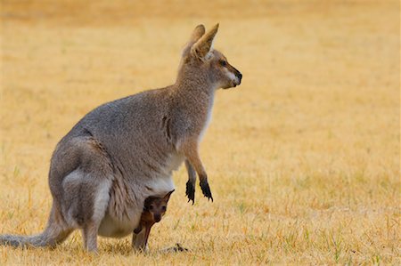 Red Necked Wallaby and Joey, Queensland, Australia Foto de stock - Sin royalties Premium, Código: 600-01604029