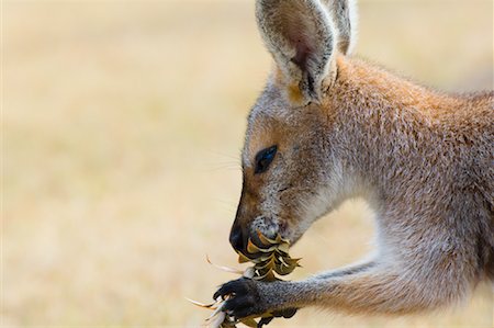 simsearch:700-00052829,k - Red Necked Wallaby, Queensland, Australia Stock Photo - Premium Royalty-Free, Code: 600-01604031