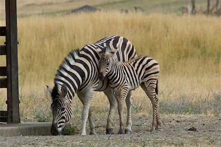 simsearch:600-01072454,k - Mother and Young Zebra Foto de stock - Sin royalties Premium, Código: 600-01606101