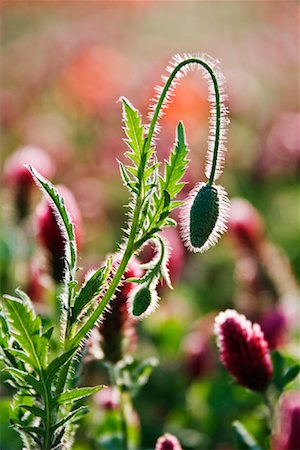 Flower Bud in Meadow, Tuscany, Italy Stock Photo - Premium Royalty-Free, Code: 600-01606454