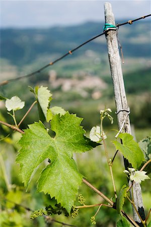 région du chianti - Raisin vigne, Montefioralle, Chianti, Toscane, Italie Photographie de stock - Premium Libres de Droits, Code: 600-01606451