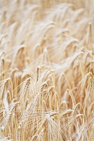 Close-Up of Wheat Foto de stock - Sin royalties Premium, Código: 600-01606460