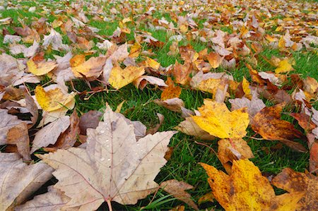 fall leaves on ground - Autumn Leaves on Ground Stock Photo - Premium Royalty-Free, Code: 600-01606981