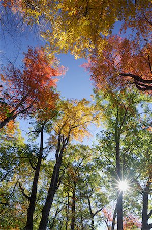 Looking Up at Trees in Autumn Stock Photo - Premium Royalty-Free, Code: 600-01606999