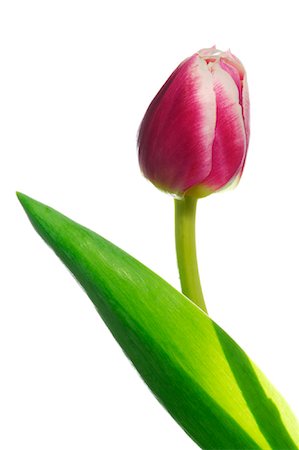 Tulip Photographie de stock - Premium Libres de Droits, Code: 600-01607027