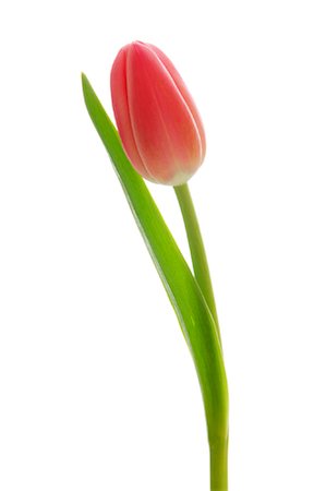 Tulip Stock Photo - Premium Royalty-Free, Code: 600-01607029