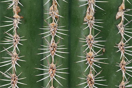 Aiguilles de Cactus Cardon Photographie de stock - Premium Libres de Droits, Code: 600-01607022