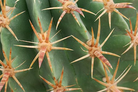 simsearch:600-03682015,k - Aiguilles de cactus Photographie de stock - Premium Libres de Droits, Code: 600-01607023