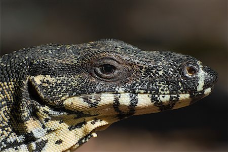 Close-up of a Goanna Foto de stock - Sin royalties Premium, Código: 600-01603968