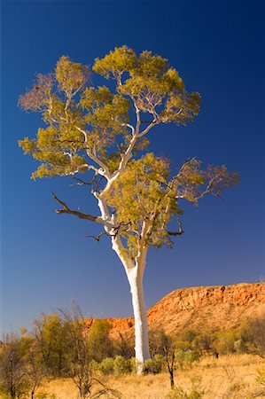 simsearch:600-03907358,k - Ghost Gum Tree and West MacDonnell Ranges, West MacDonnell National Park, Northern Territory, Australia Fotografie stock - Premium Royalty-Free, Codice: 600-01603975