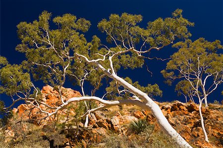 Ghost Gum Tree et des West MacDonnell Ranges, West MacDonnell National Park, territoire du Nord, Australie Photographie de stock - Premium Libres de Droits, Code: 600-01603976