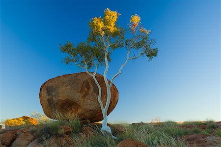 Tree and The Devils Marbles, Northern Territory, Australia Stock Photo - Premium Royalty-Free, Code: 600-01603981