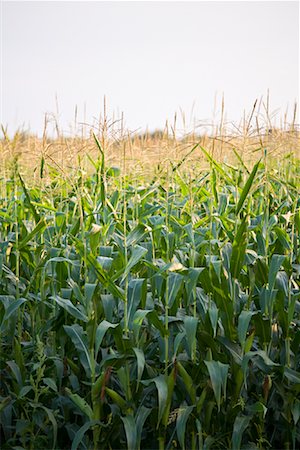 stalk (main axis of plant) - Corn Field Stock Photo - Premium Royalty-Free, Code: 600-01632714