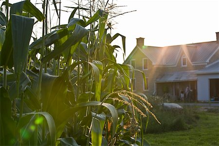 simsearch:600-01083223,k - Maison de ferme et le champ de maïs Photographie de stock - Premium Libres de Droits, Code: 600-01632713