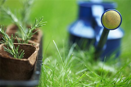 ricrescita - Seedlings and Watering Can Fotografie stock - Premium Royalty-Free, Codice: 600-01644897