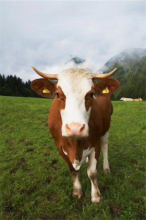 ear tag - Portrait of Cow Stock Photo - Premium Royalty-Free, Code: 600-01645000