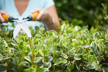 Woman Trimming Hedge Foto de stock - Sin royalties Premium, Código: 600-01645152