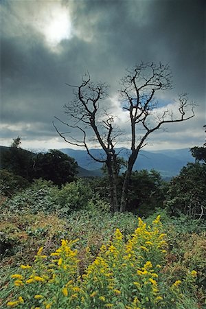 simsearch:600-04425070,k - Scenic View, Blue Ridge Parkway, North Carolina, USA Stock Photo - Premium Royalty-Free, Code: 600-01670753