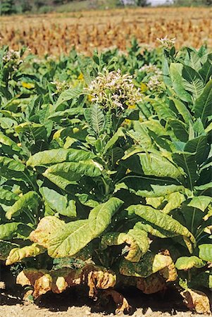 field crops in tennessee - Tobacco Field, Tennessee, USA Stock Photo - Premium Royalty-Free, Code: 600-01670763