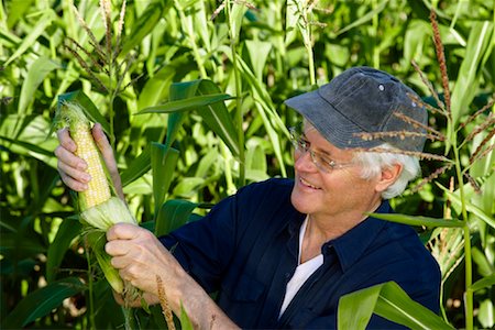 Farmer Inspecting Corn Foto de stock - Sin royalties Premium, Código: 600-01715954