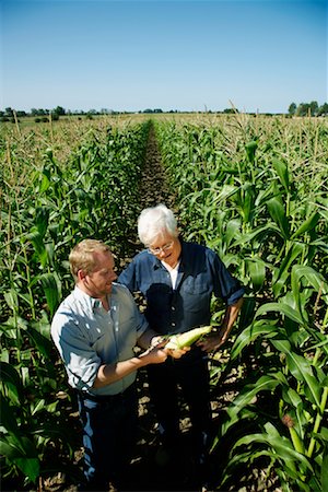 simsearch:614-03684459,k - Men Checking Corn in Cornfield Fotografie stock - Premium Royalty-Free, Codice: 600-01715973