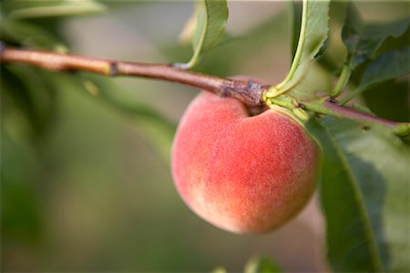 simsearch:6102-08520668,k - Peach Tree Stock Photo - Premium Royalty-Free, Code: 600-01716239