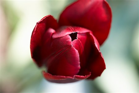 simsearch:600-01099725,k - Gros plan d'une tulipe rouge foncée Photographie de stock - Premium Libres de Droits, Code: 600-01716419