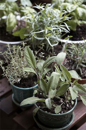 Potted Herbs Stock Photo - Premium Royalty-Free, Code: 600-01716658